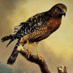 Red Shoulder Hawk 1991 W S George Fine China Charles Frace Soaring Majesty w COA